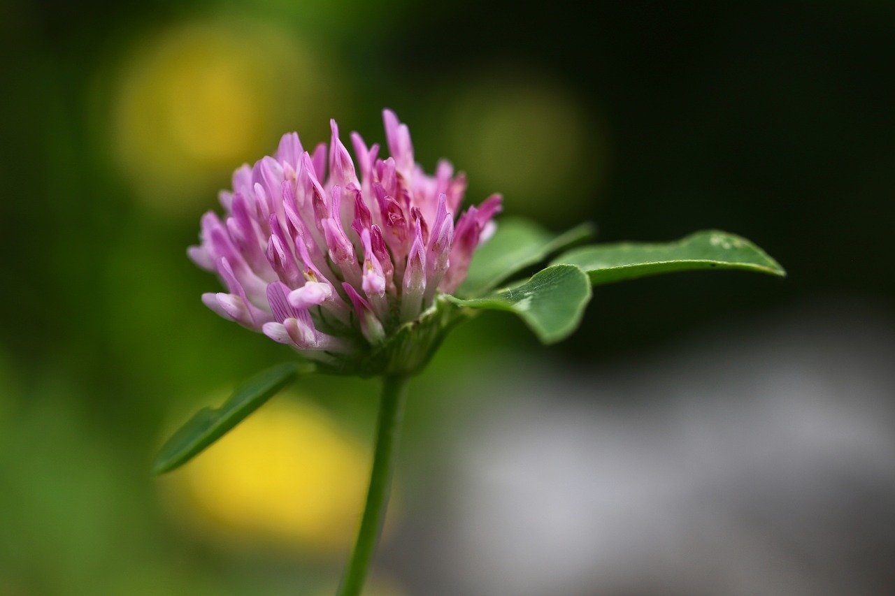 Best Plants for a Beautiful Summer Garden